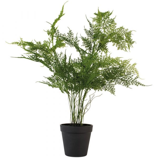  Asparagus Fern in Pot